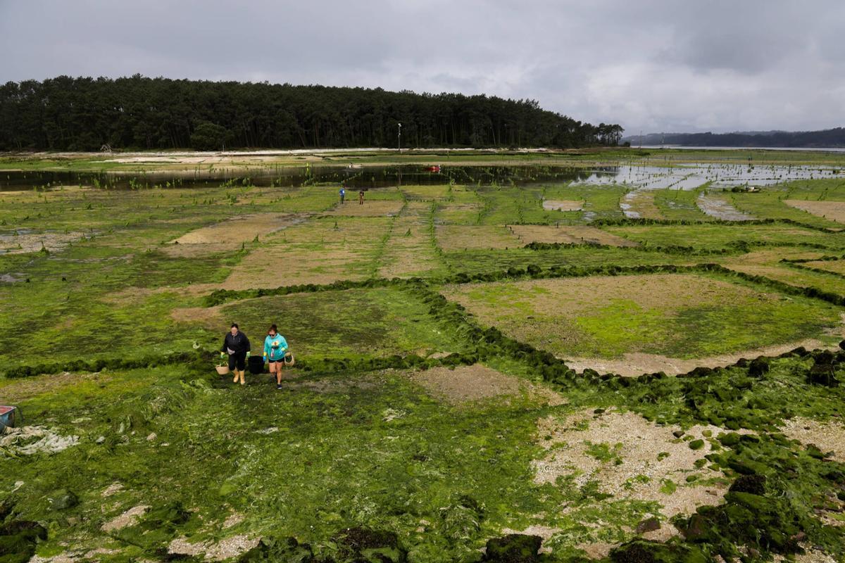 Los parques de cultivo de Carril, invadidos por un denso manto de algas.