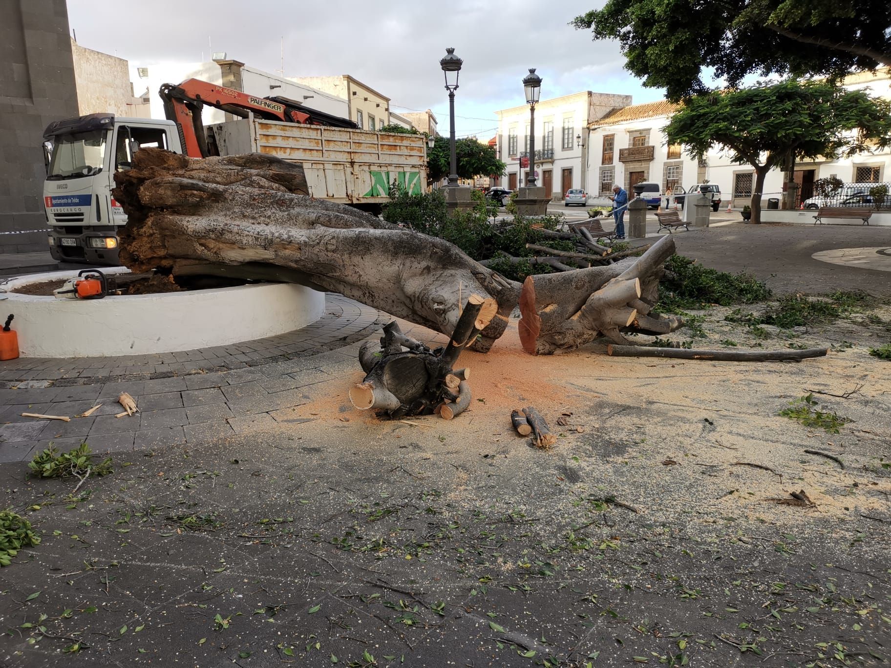 Cae un laurel de indias centenario en Telde