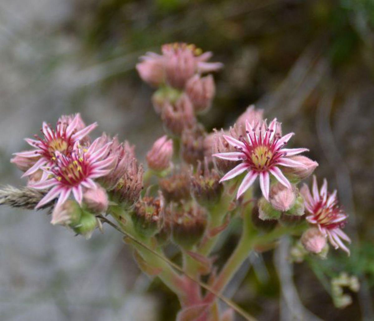 Las flores de Somiedo tienen mensaje