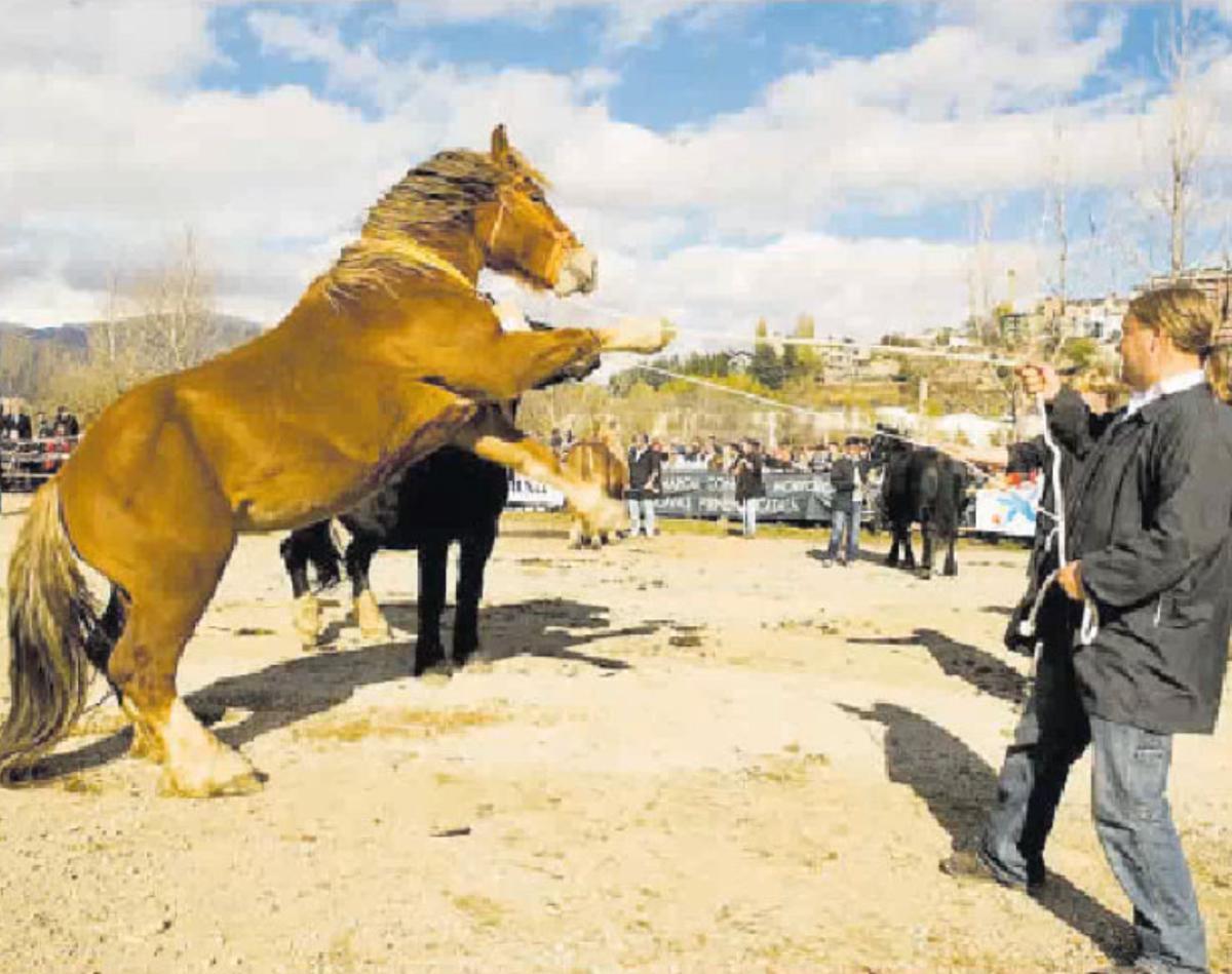 Els millors cavalls del Pirineu Els millors cavalls del Pirineu