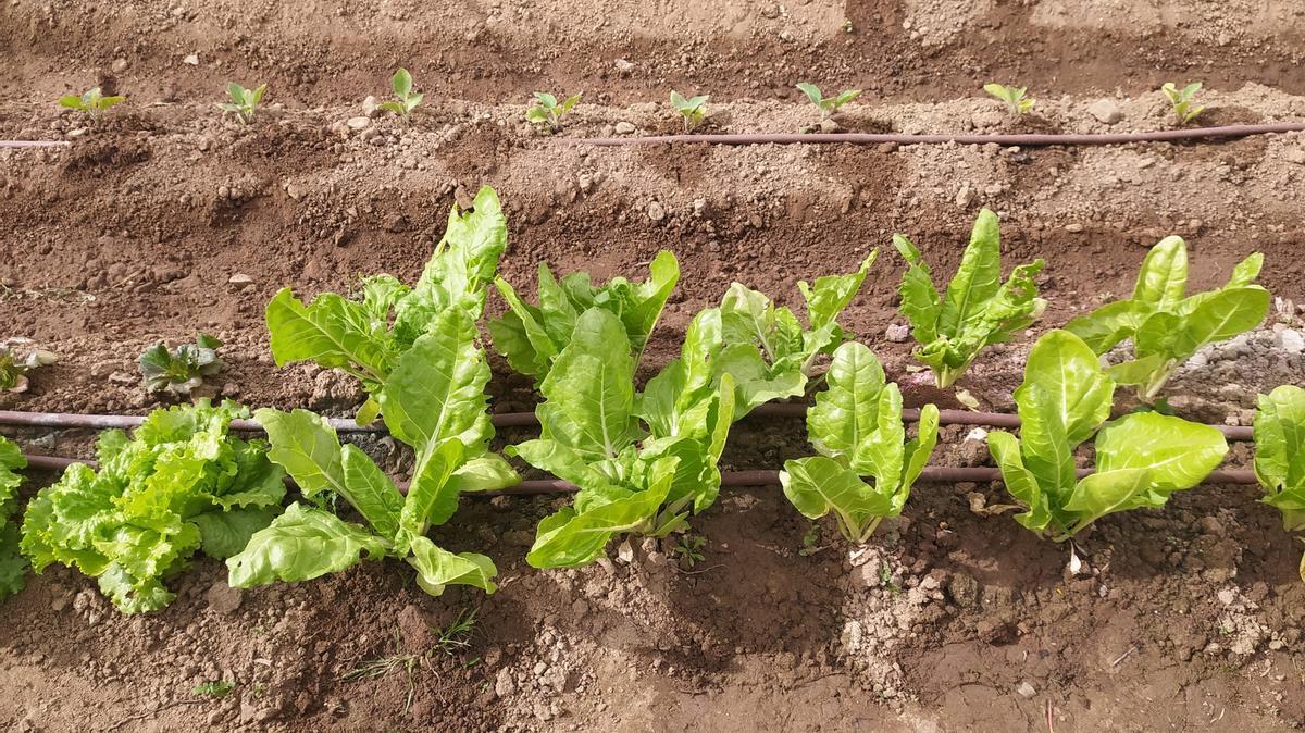 Fotogalería | Estas son las primeras frutas y verduras que recogen los adjudicatarios de Llera