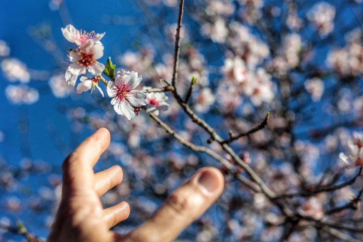 El espectáculo de la naturaleza de los almendros en flor de Santiago del Teide.