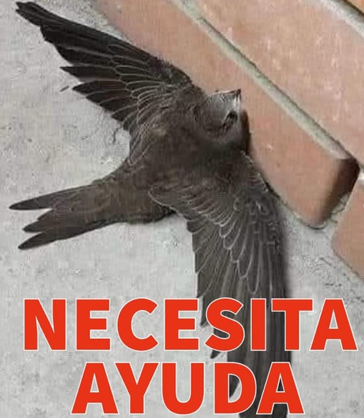 Si este ave no emprende el vuelo, probablemente esté herido, por eso lanzarlo al aire es poner su vida en peligro.