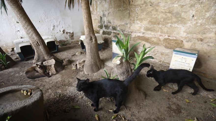 Casi 2.700 gatos han sido esterilizados en Córdoba gracias al método CER