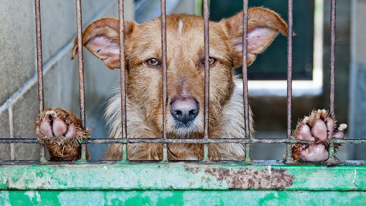 PERROS ABANDONADOS | ¿Qué es para un perro ser feliz?