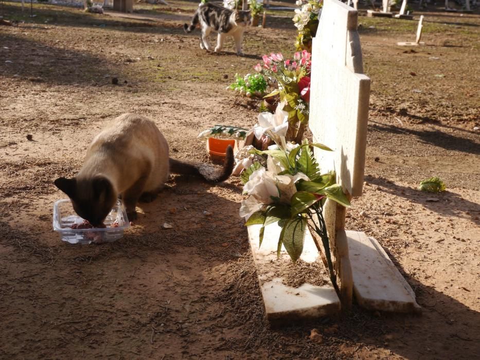 Los gatos del Cementerio General