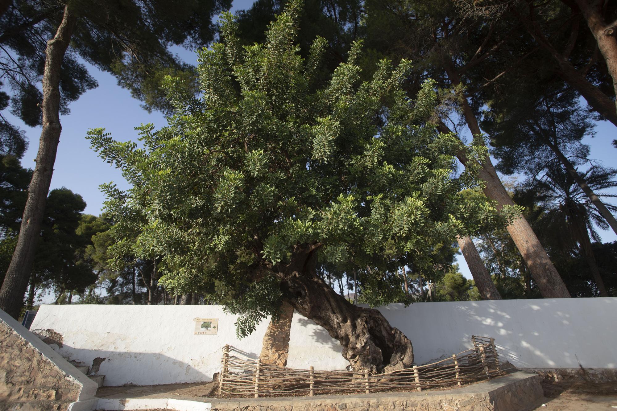 Un algarrobero centenario en La Font de Quart