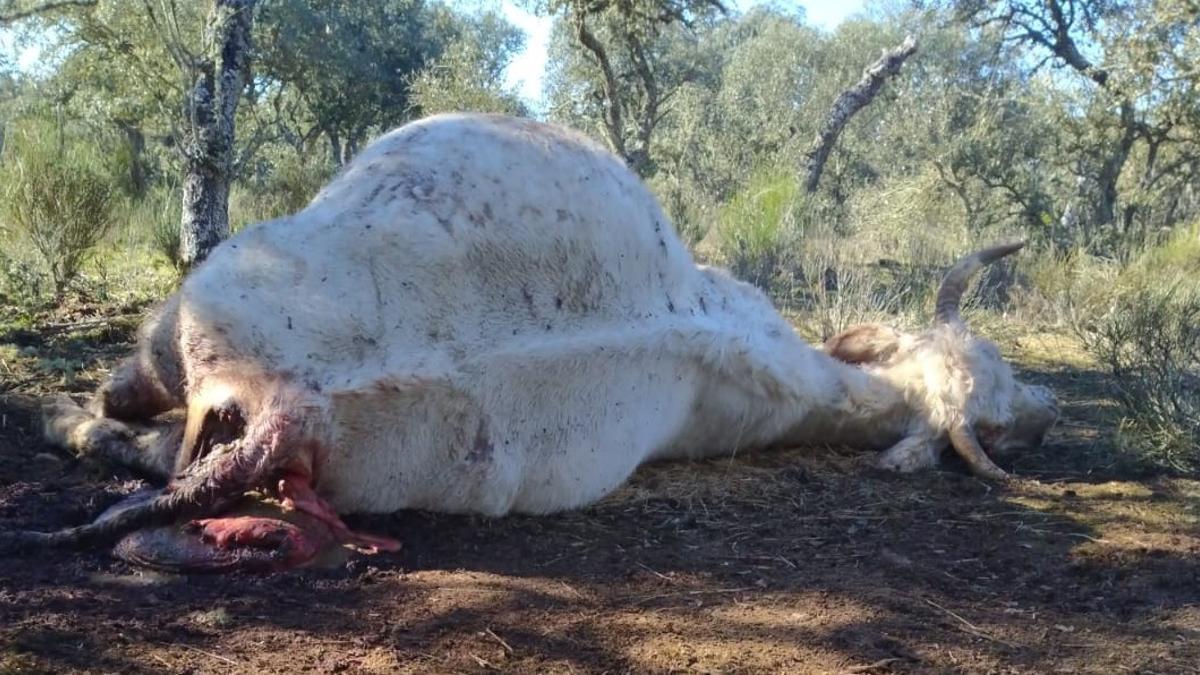 Vaca atacada por los buitres en Fariza
