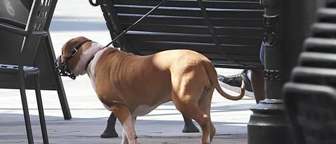 Un perro, atado y con bozal, en una calle del Centre Històric de Gandia.