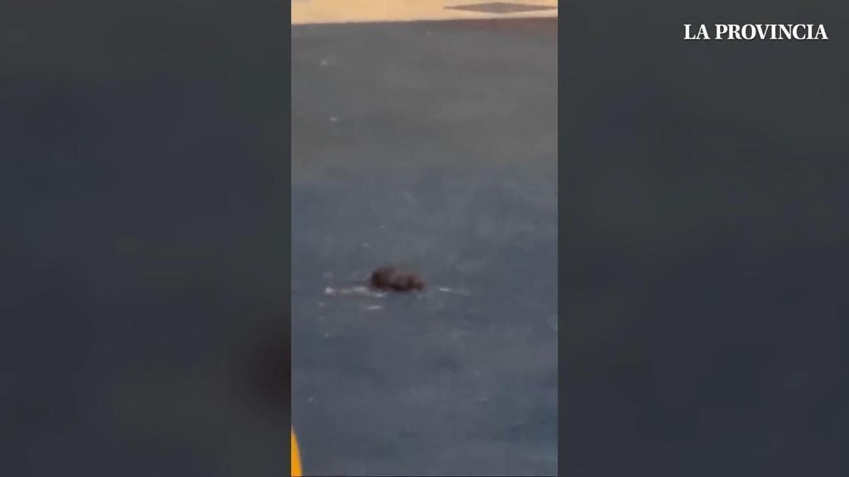 Ratas en un parque infantil de Vegueta