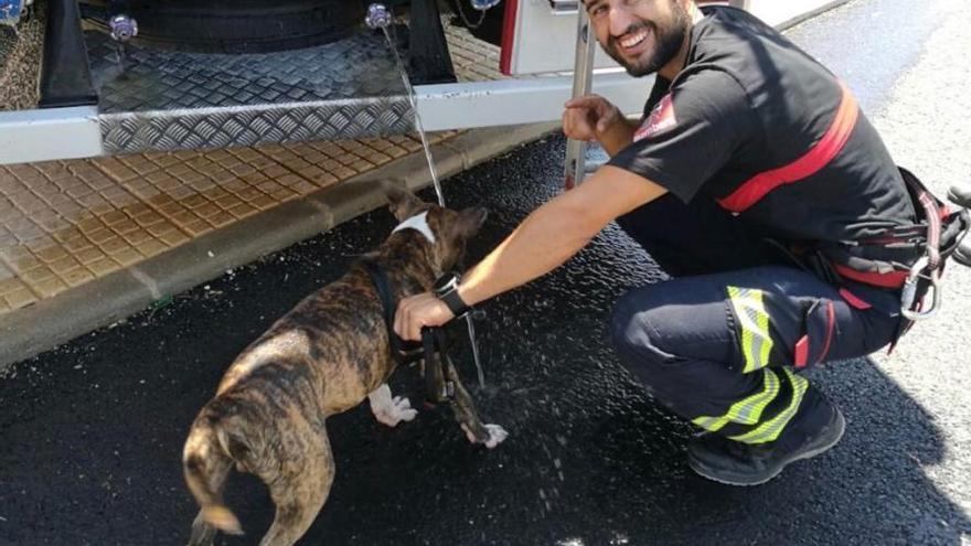 Rescatan a un cachorro abandonado en un chalet &#039;okupado&#039;