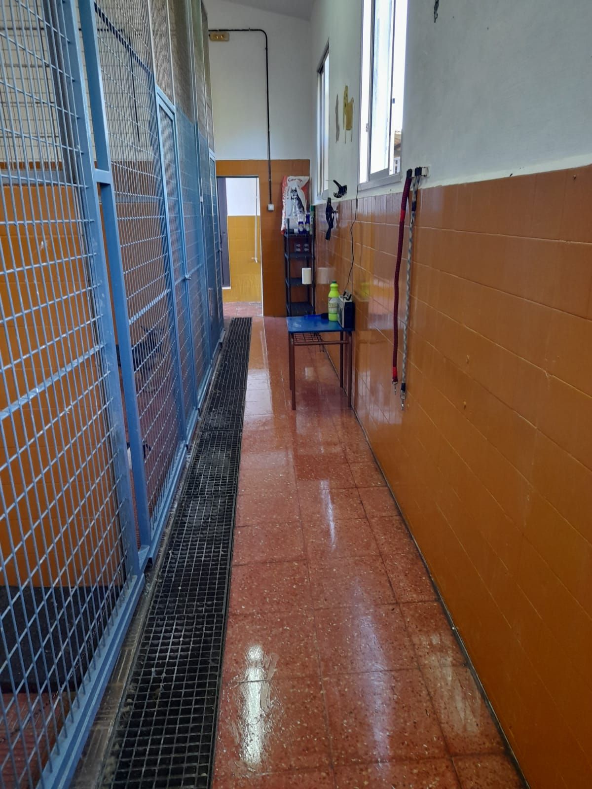 Reapertura del Refugio Municipal de Animales de Tacoronte