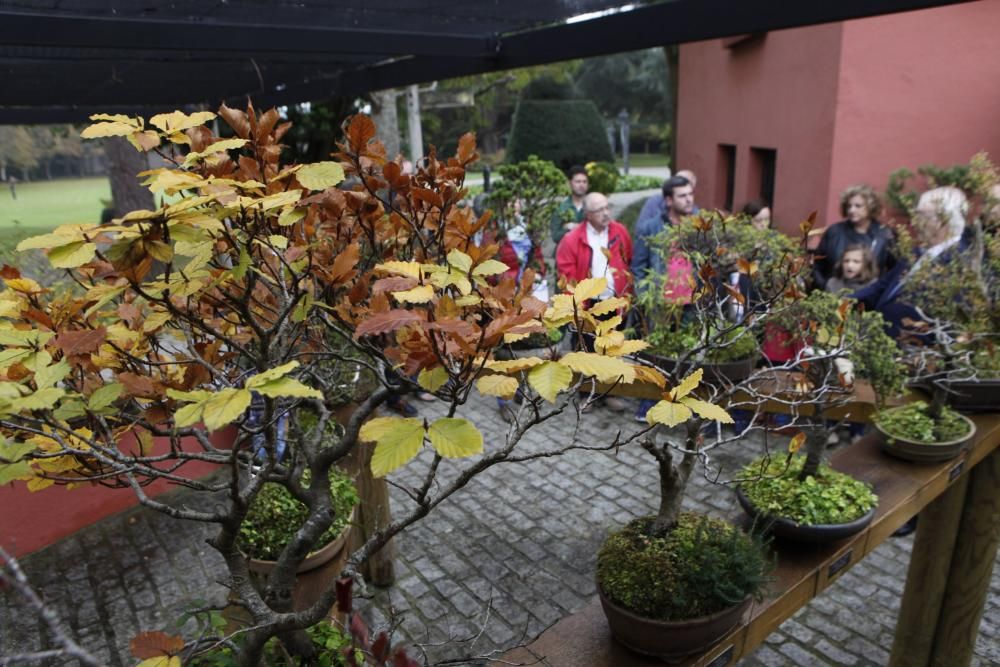 Visita guiada a la colección de bonsai en el Museo Evaristo Valle