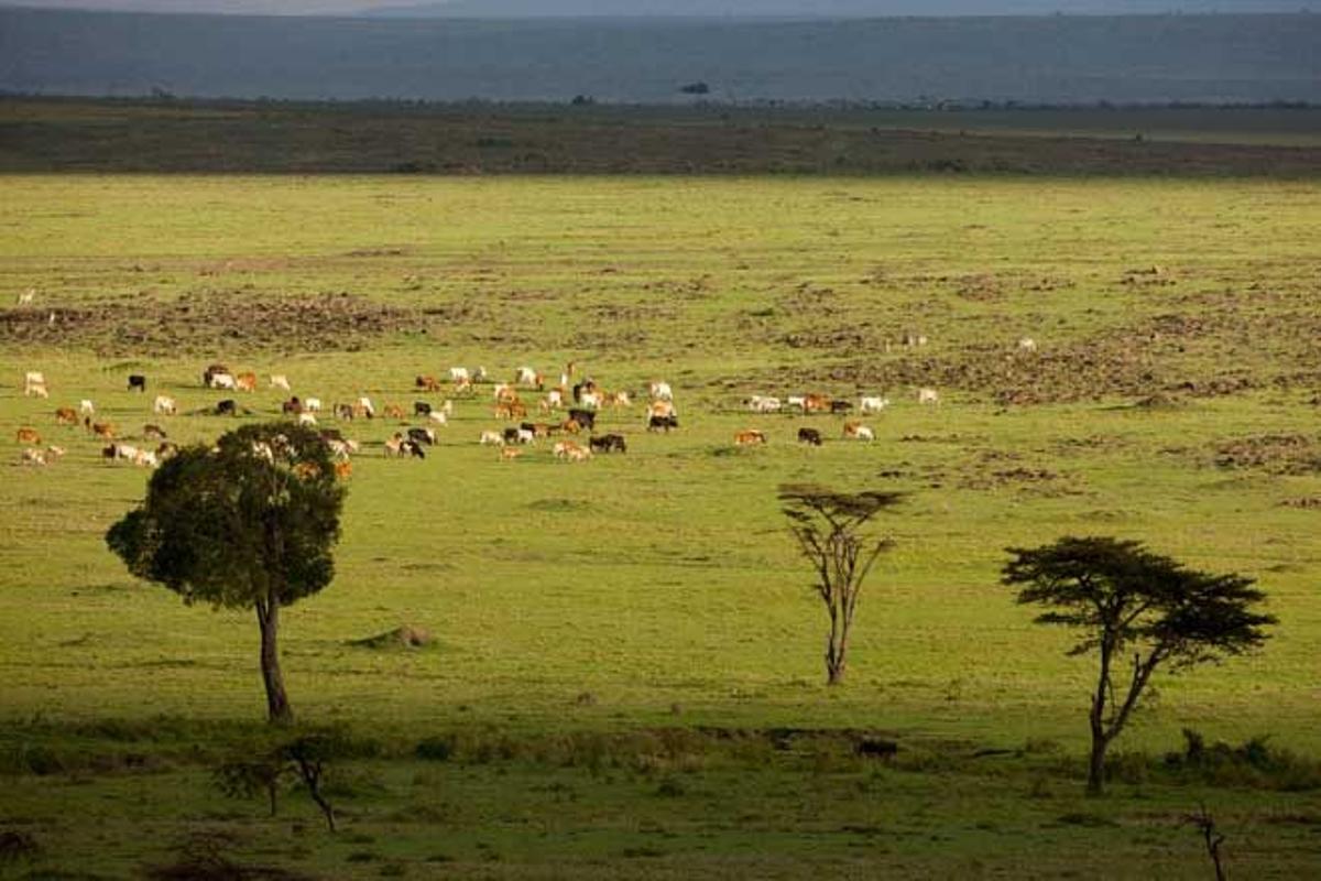 Reserva Nacional Masai Mara, en Kenia.