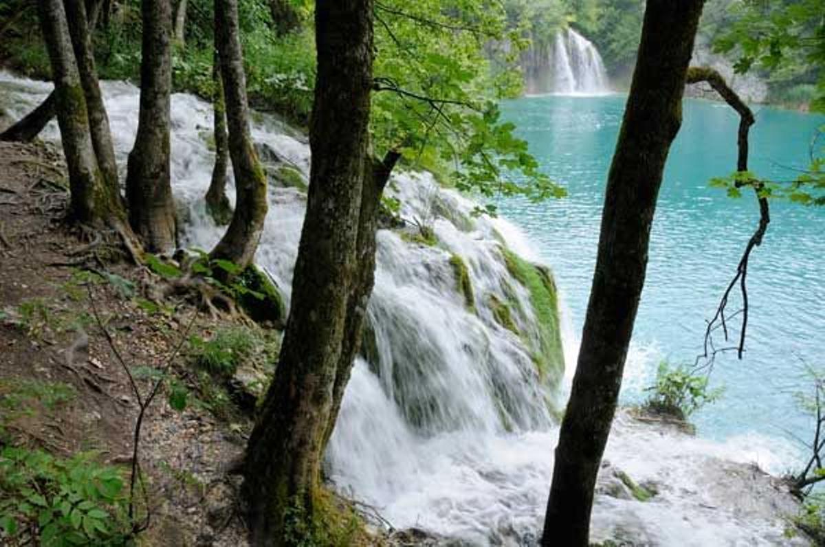 Arces blancos a orillas del lago Milanovac, en el Parque Nacional de los Lagos de Plitvice.