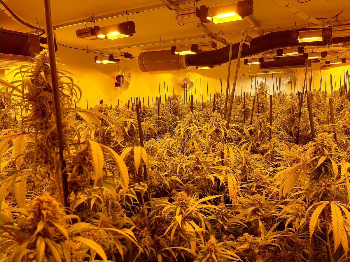 A aquesta casa ja s'hi havin trobat plantacions de marihuana el 2020 i el 2025