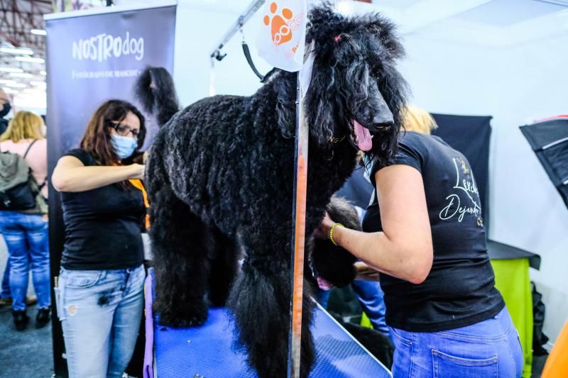 Feria Animundo de las mascotas (27/11/21)