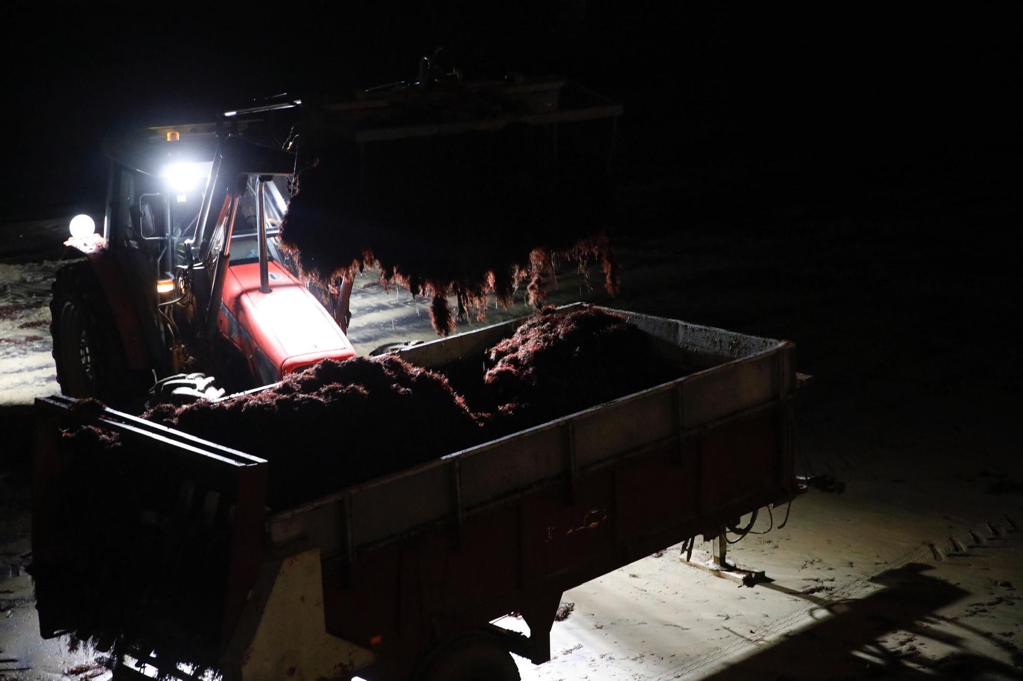 Recogida nocturna de ocle en la playa de La Ribera, en Luanco