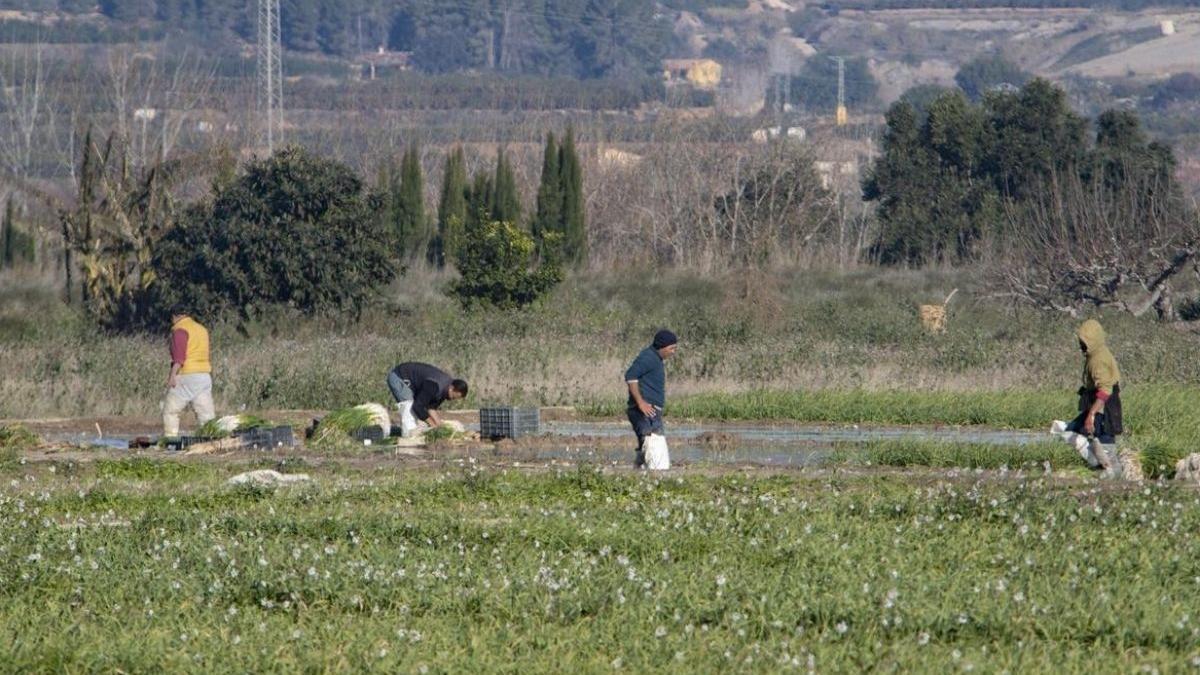 Imagen de archivo agricultores