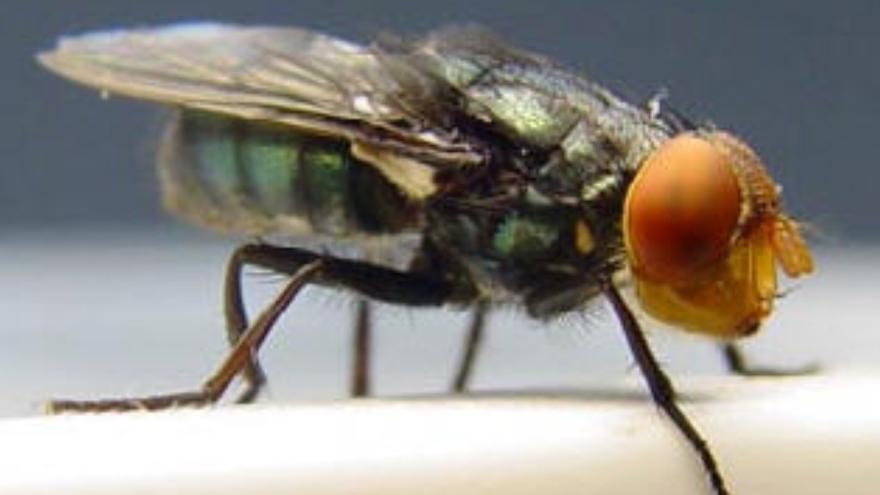 Una mosca carnívora amenaza a los animales y a los humanos en América
