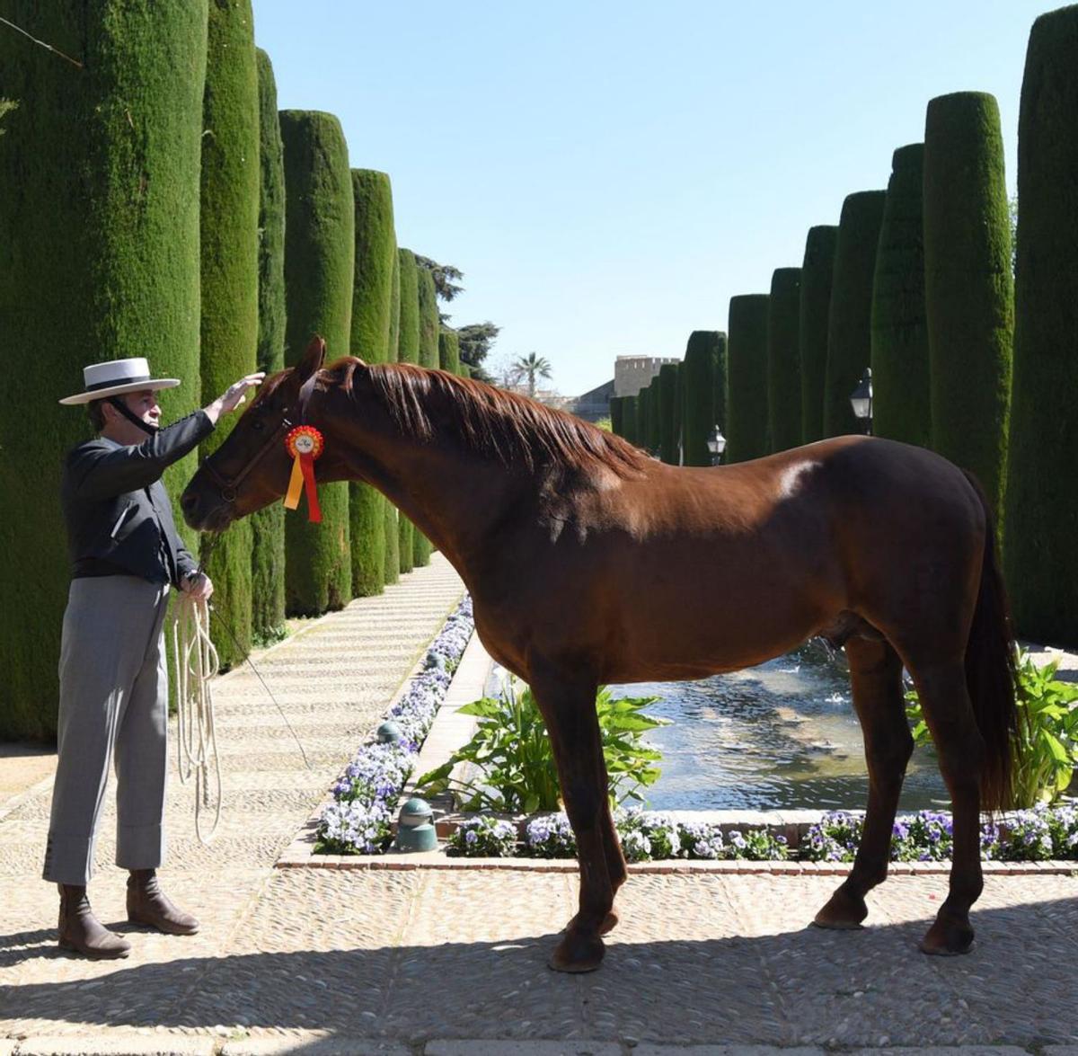 Exhibición ecuestre en los jardines del Alcázar-.