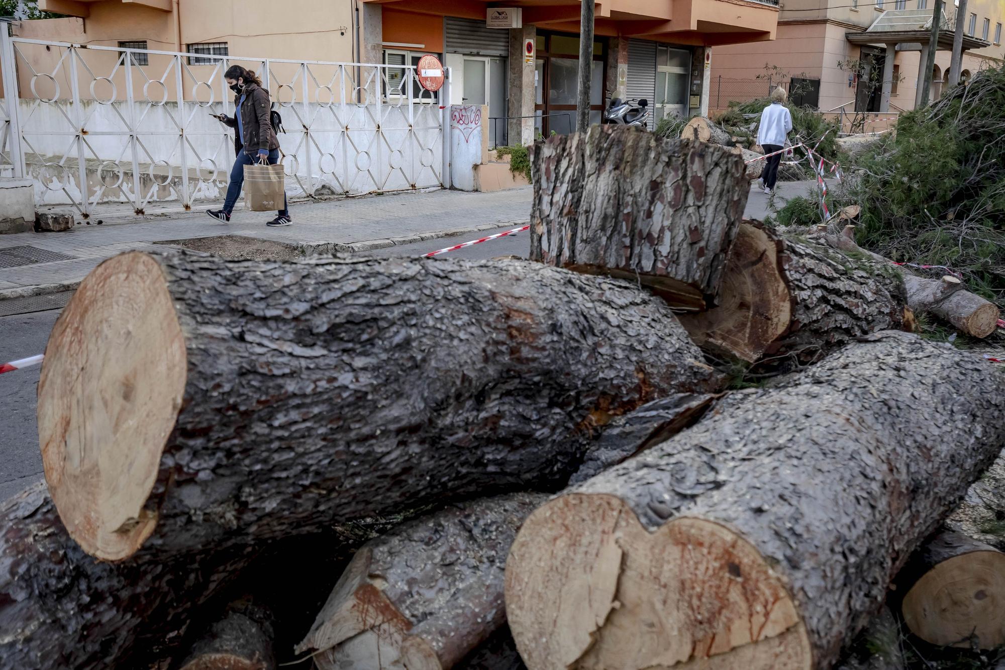 Los vecinos lamentan el "exterminio masivo" de árboles en la calle Pins de Can Pastilla