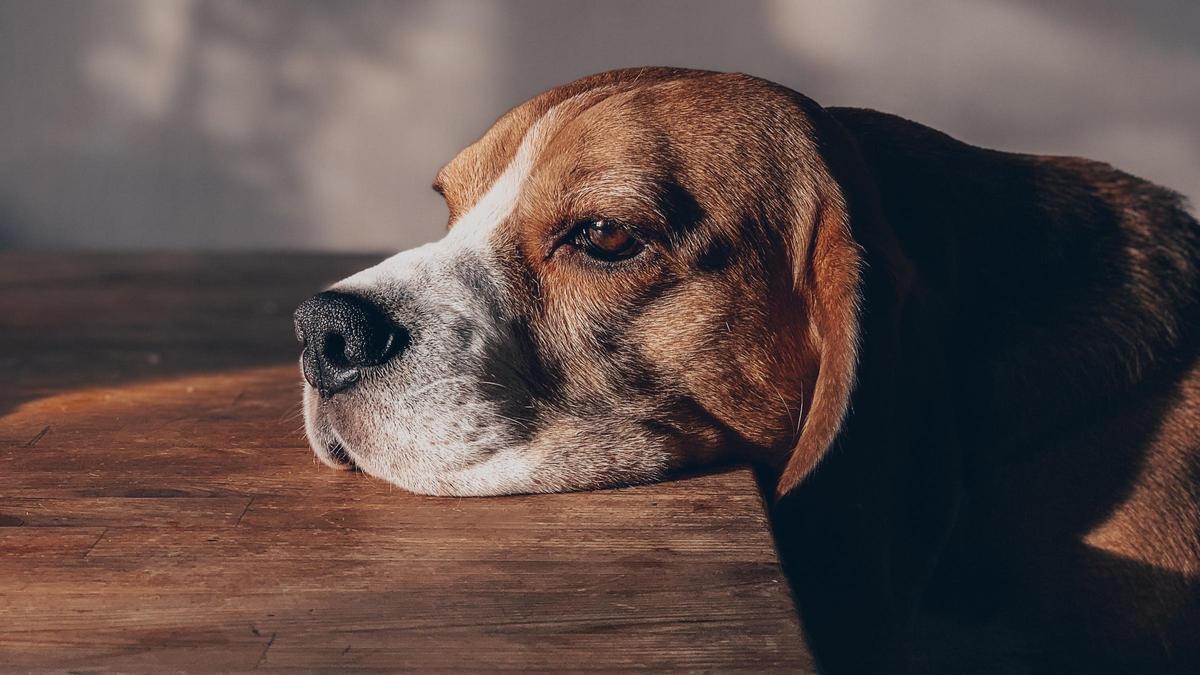 Los mejores consejos para dejar solo a tu perro.