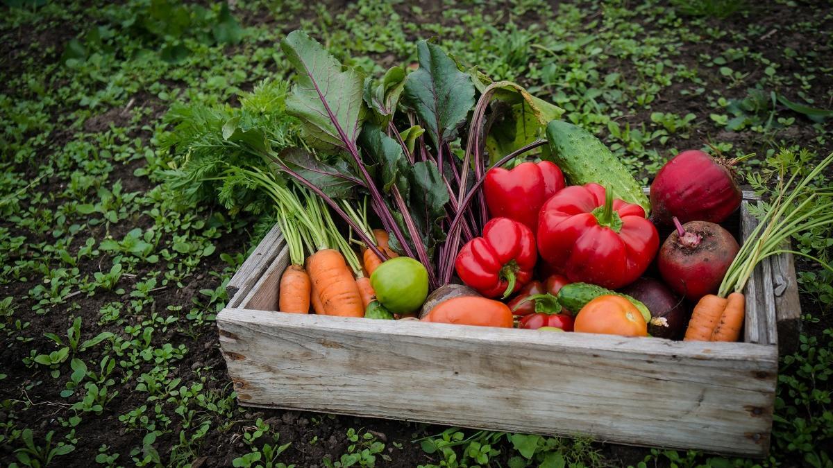 La agricultura ecológica sortea mejor la sequía que la convencional