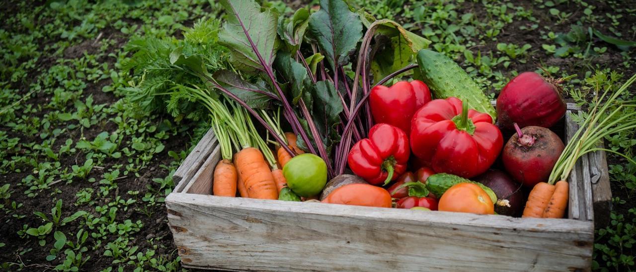 La agricultura ecológica sortea mejor la sequía que la convencional