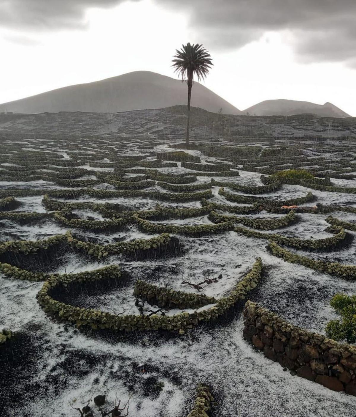 Los nevados viñedos de La Geria, en Lanzarote, una imagen infrecuente. | | E.D.