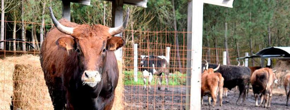 Algunas de las vacas que están siendo criadas en  la explotación de la aldea de Trasmonte, en Ames. Foto: F. B. W.