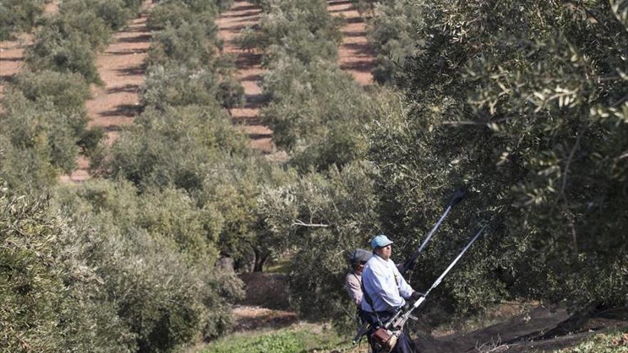 En el paraíso del olivar