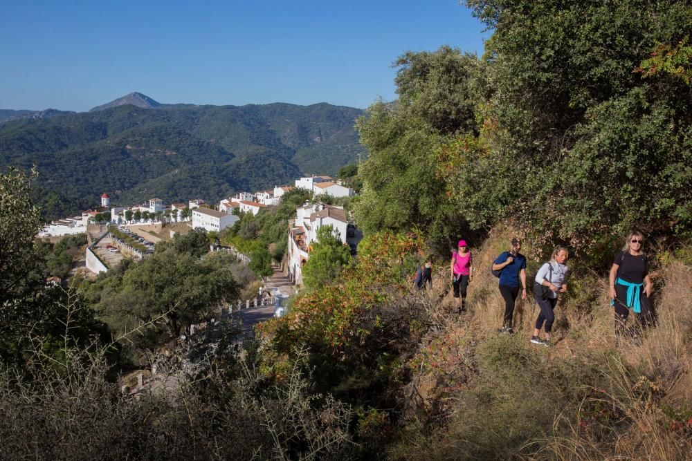 Bosque de castaños del Valle del Genal