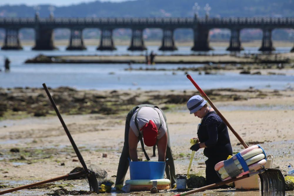 Intensa actividad en la ría