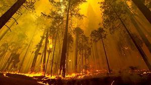 3.600 bombers continuen intentant sufocar l’incendi originat fa nou dies a l’Estat de Califòrnia.