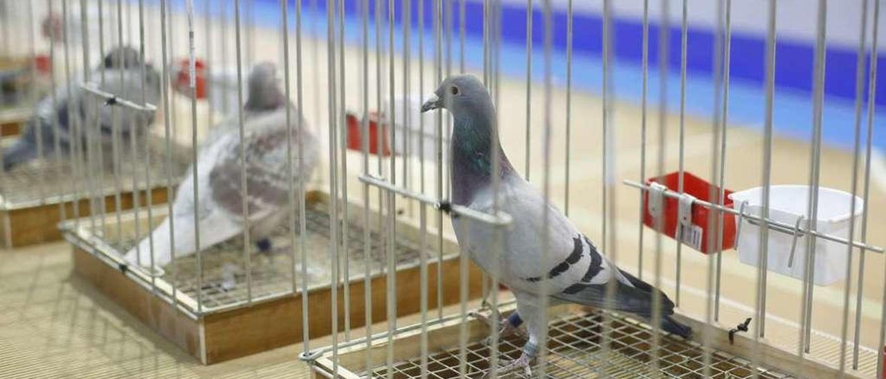 Algunas de las palomas mensajeras que se exponen en el polideportivo de El Quirinal.