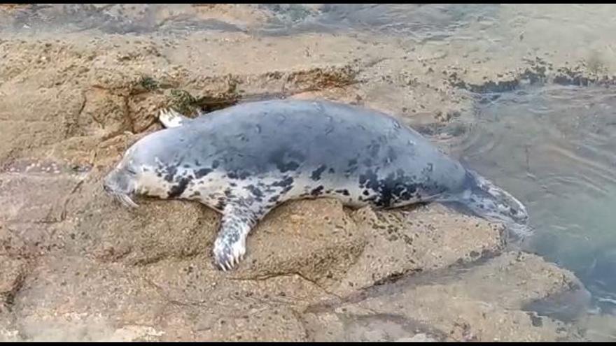 La foca "Doqui" llega a la ría de Vigo