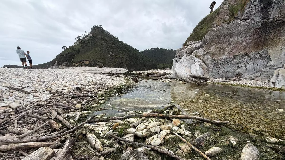 Aparecen cientos de peces muertos en la desembocadura del río Bedón, en la playa de San Antolín, en Llanes