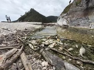 Aparecen cientos de peces muertos en una playa de Llanes