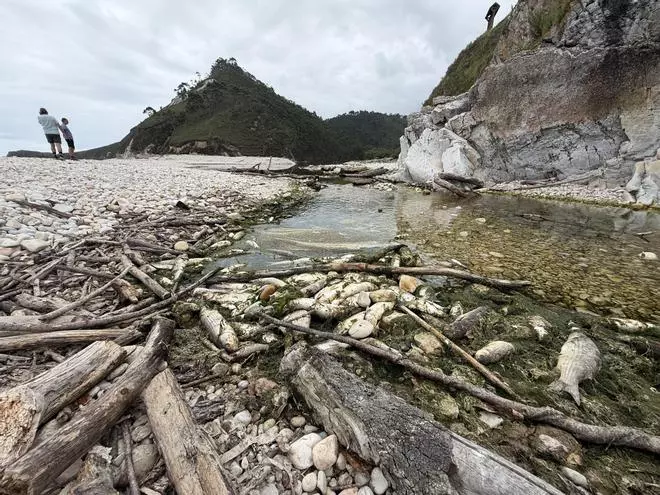 Aparecen cientos de peces muertos en una playa de Llanes
