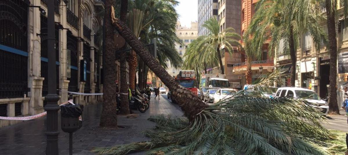 Palmera caída ayer en la calle Las Barcas sobre las tres de la tarde.