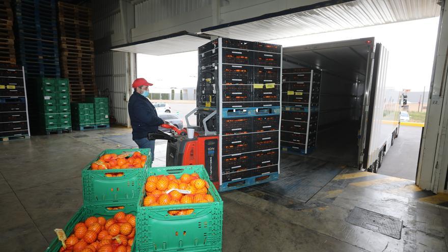 Traición a la citricultura de Castellón: la UE retira las medidas sobre importaciones de Sudáfrica