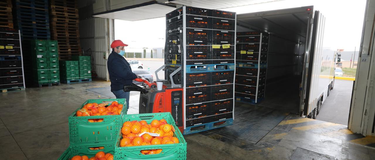 Carga de cítricos de Castellón para su exportación en Europa.