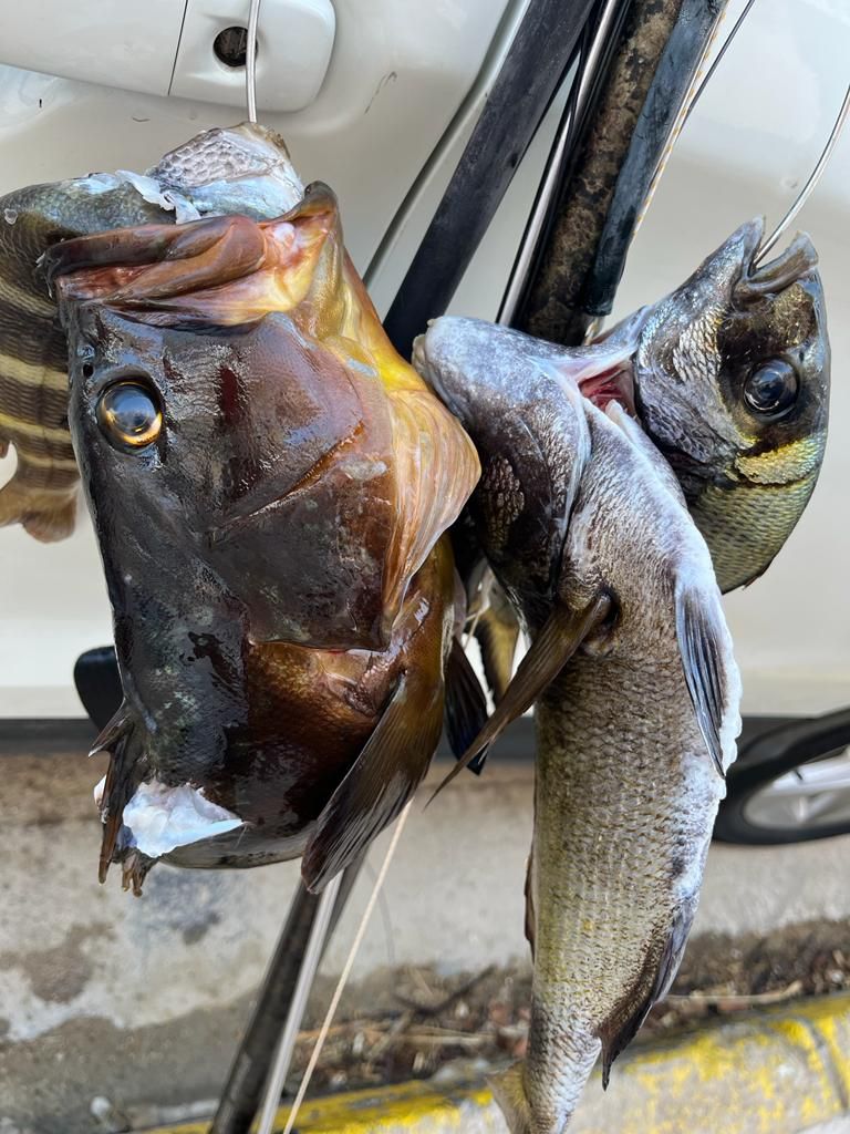 Los peces que atrapó con el fusil el pescador furtivo