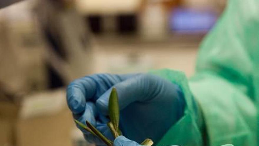 Técnicos de Sanidad Vegetal con muestras de Xylella.