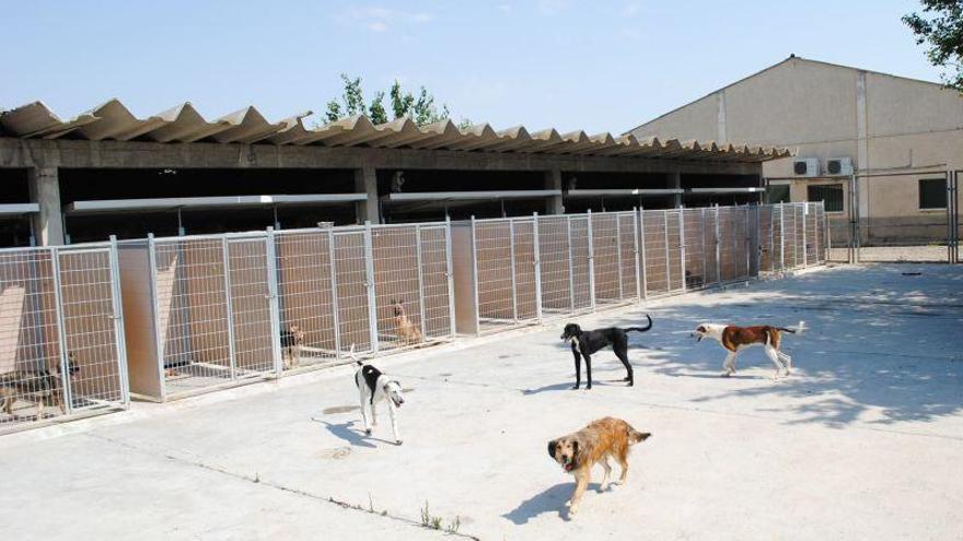 La DPZ registra un incremento de perros dados en adopción durante 2017