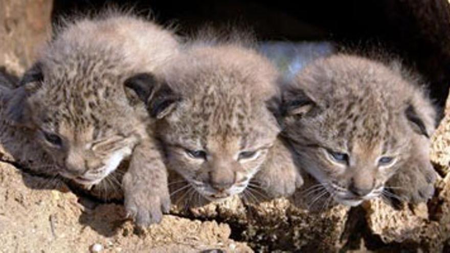 Los primeros cachorros del lince ibérico llegarán a Extremadura en el 2010