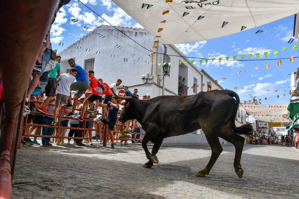 Primer encierro taurino en El Viso