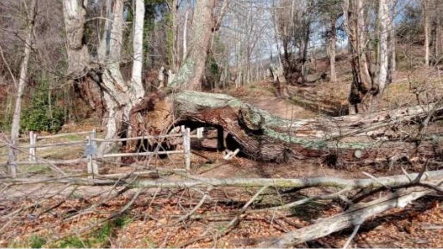 Icona del Montseny: cau una part del Castanyer de les Nou Branques de Viladrau