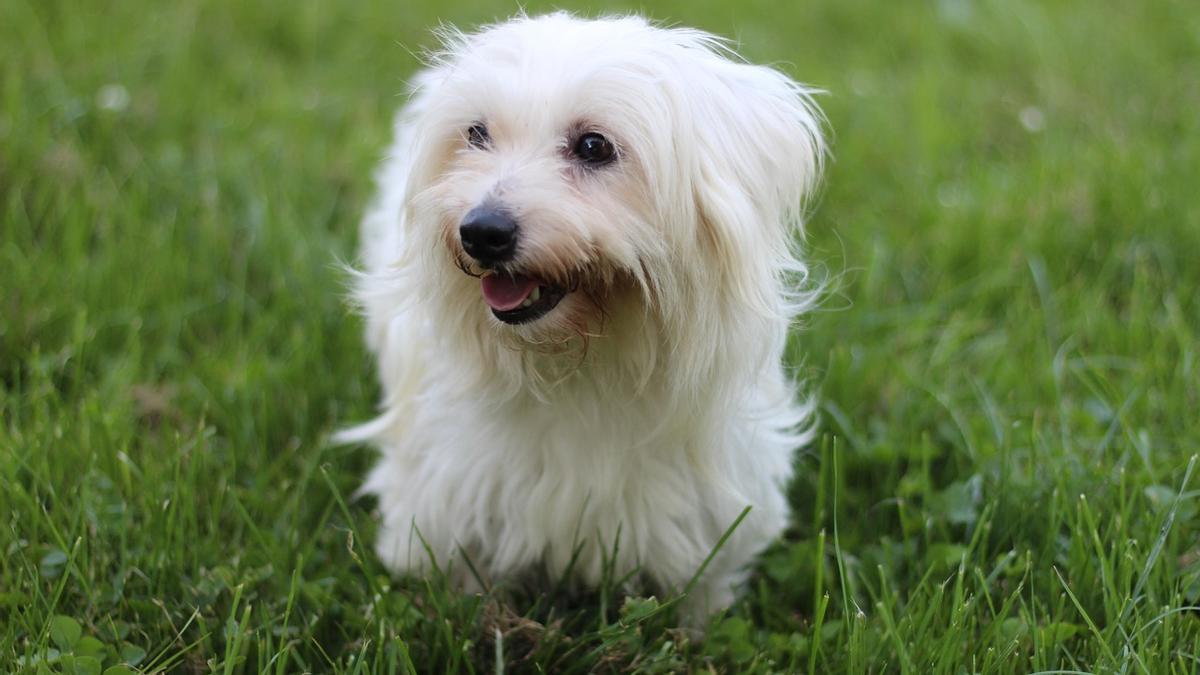 Coton de Tuléar: una de las razas de perros pequeños ideales para vivir en pisos